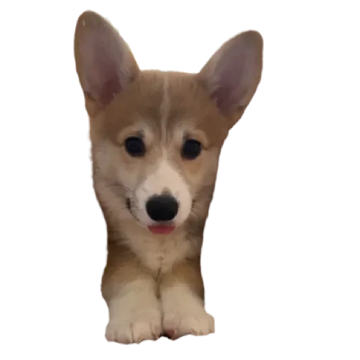 Sticker Сэмик by @stqrapp - 11