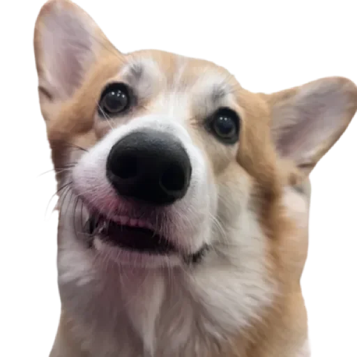 Sticker Сэмик by @stqrapp - 10