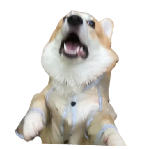 Sticker Сэмик by @stqrapp - 9