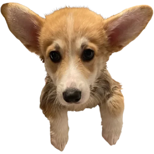 Sticker Сэмик by @stqrapp - 6