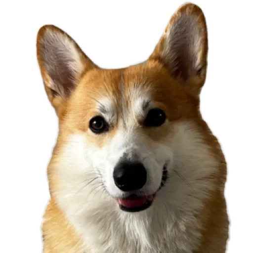 Sticker Сэмик by @stqrapp - 4