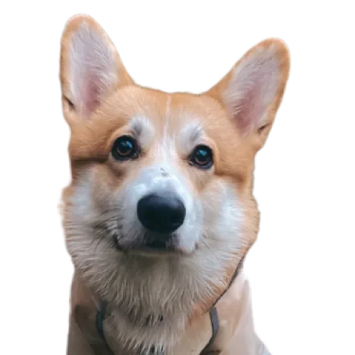 Sticker Сэмик by @stqrapp - 3