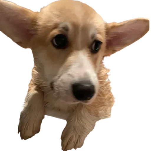 Sticker Сэмик by @stqrapp - 2