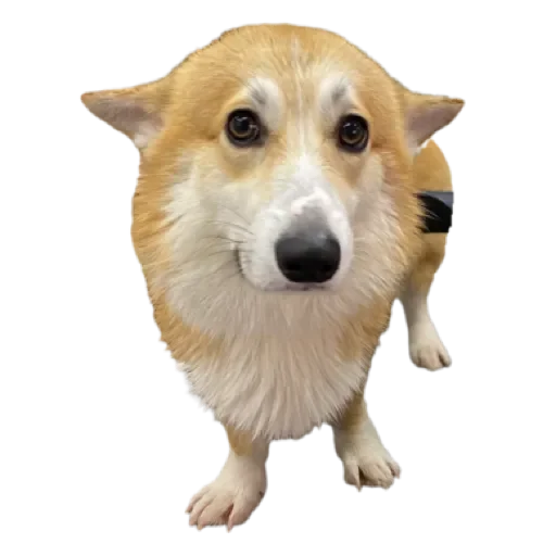 Sticker Сэмик by @stqrapp - 0