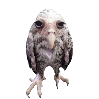 Sticker Больше стиков тут: @stikeryk - 7