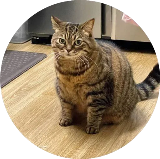 i love Toyota and cats - 