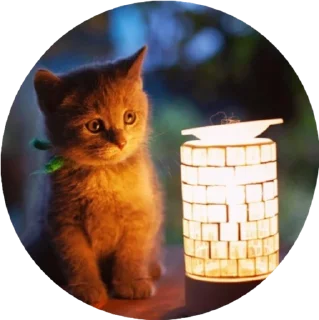 Sticker i love Toyota and cats - 5