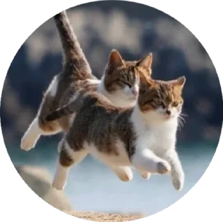 Sticker i love Toyota and cats - 9