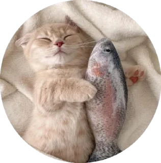 Sticker i love Toyota and cats - 7