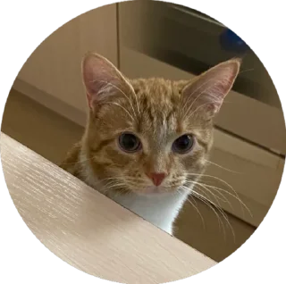 Sticker i love Toyota and cats - 4