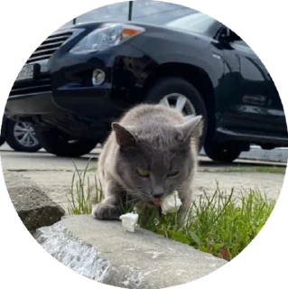 Sticker i love Toyota and cats - 2