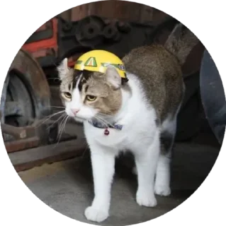 Sticker i love Toyota and cats - 11