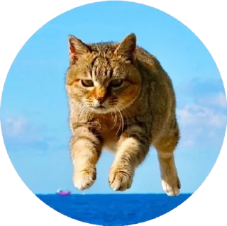 Sticker i love Toyota and cats - 8