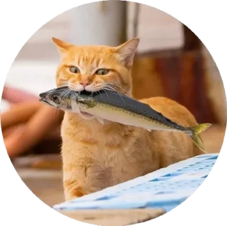 Sticker i love Toyota and cats - 0