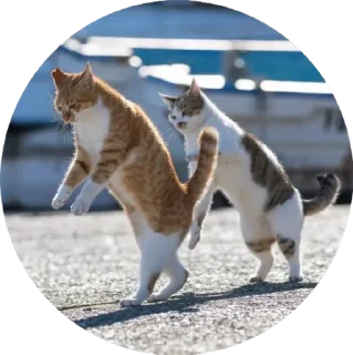 Sticker i love Toyota and cats - 3