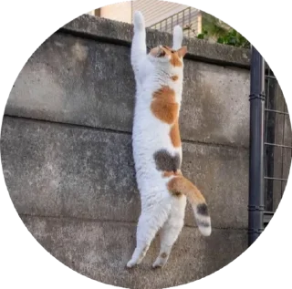 Sticker i love Toyota and cats - 6