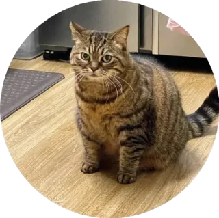 Sticker i love Toyota and cats - 10