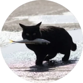 Sticker i love Toyota and cats - 1