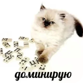 Sticker @stickeri_tg 💋<-- стикеры тут - 8