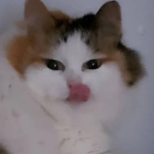 Sticker Стикеры только для @fkiska :: @fStikBot - 8