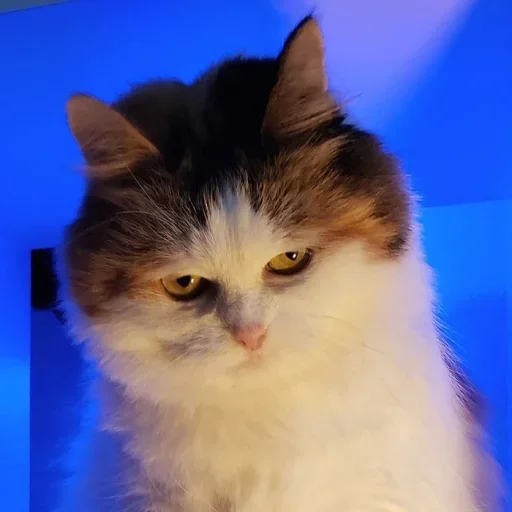 Sticker Стикеры только для @fkiska :: @fStikBot - 6