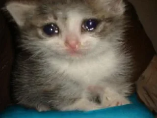 Стикер Больше стикеров: @sticerru - 5