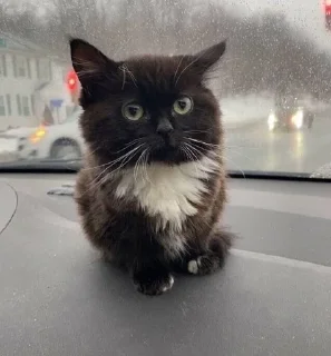 Стикер Пак создан в @moyi_stikery_bot - 8