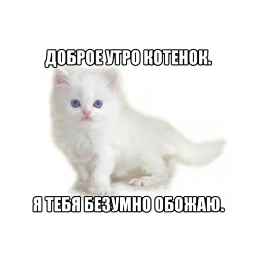 Sticker JQBckhv_by_achestickbot - 1