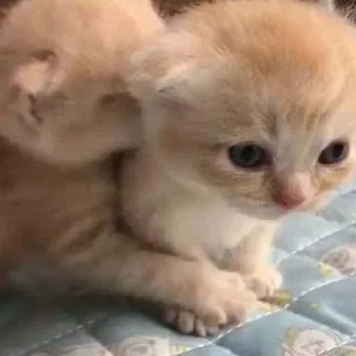 Sticker JQBckhv_by_achestickbot - 1