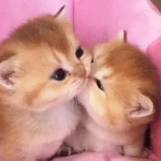 Стикер Больше стиков тут: @stikery4 - 2