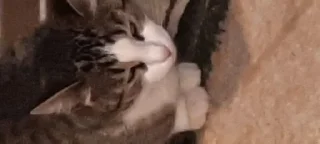 Sticker Больше стиков тут: @stikery4 - 7