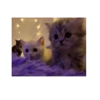 Sticker Больше стиков тут: @stikery4 - 0