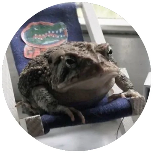 animal frog amphibian