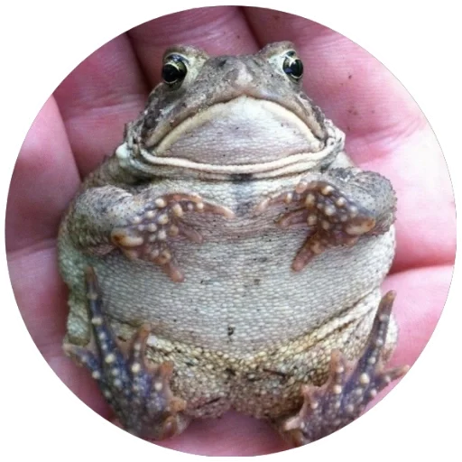 frog animal amphibian