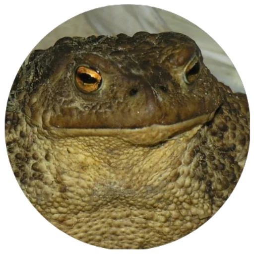 animal frog amphibian