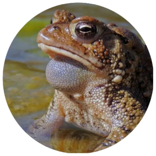 frog animal amphibian