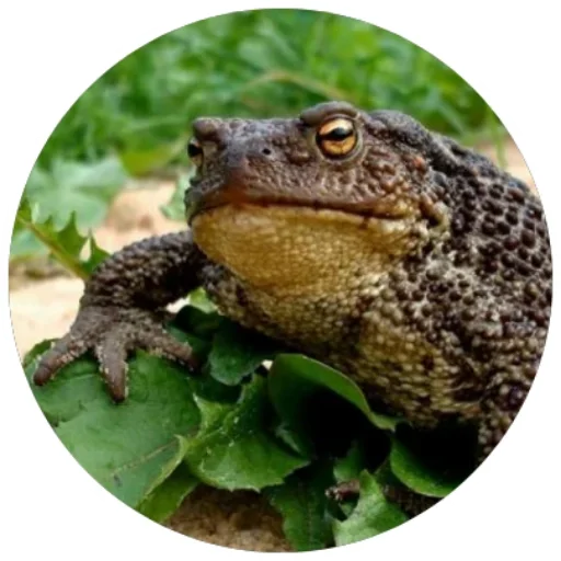 animal frog amphibian