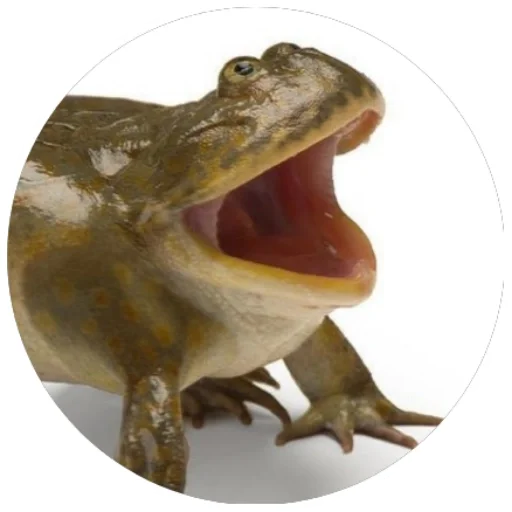 animal amphibian frog