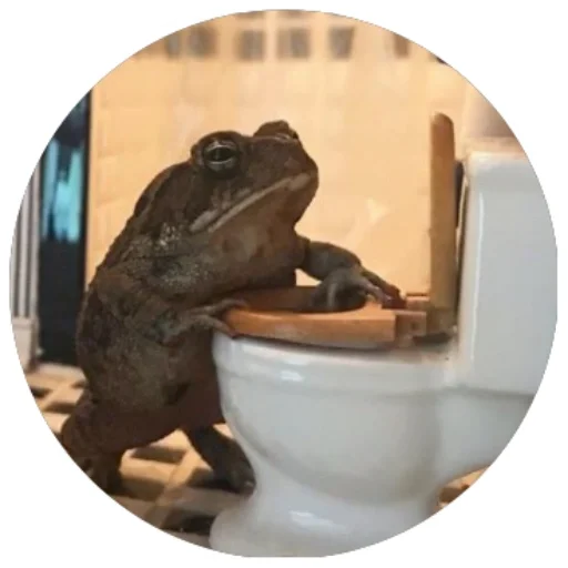 frog amphibian indoor