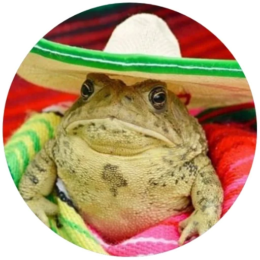 frog animal amphibian