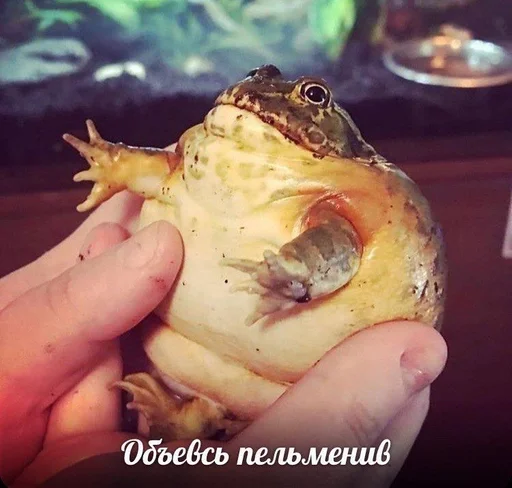 reptile animal person