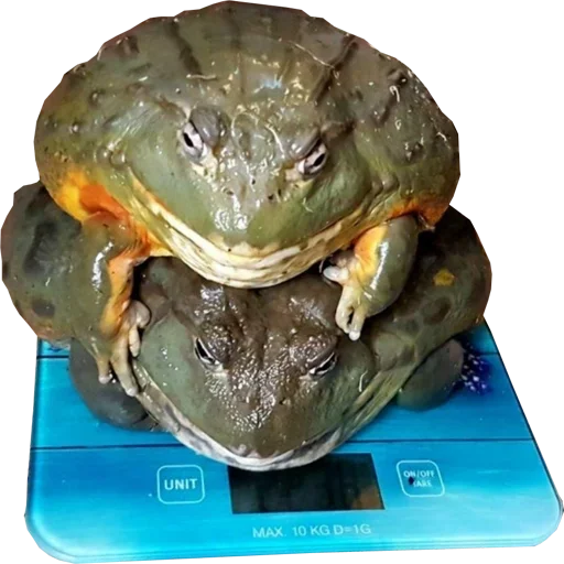 animal amphibian frog