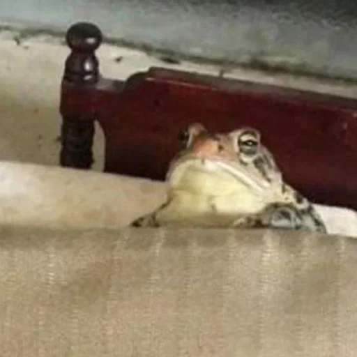 animal frog amphibian