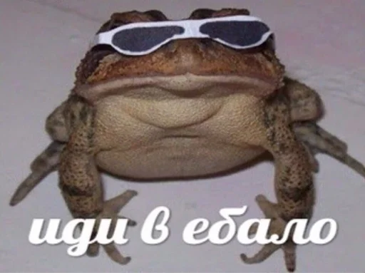 animal frog amphibian