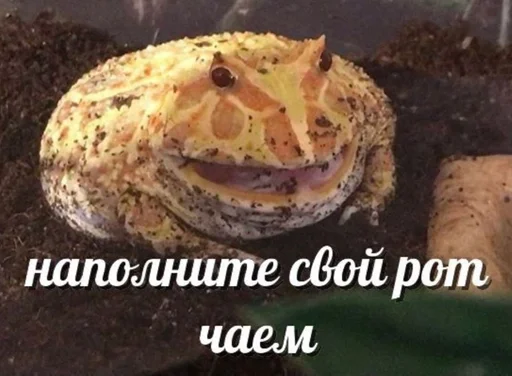 фаст-фуд пища