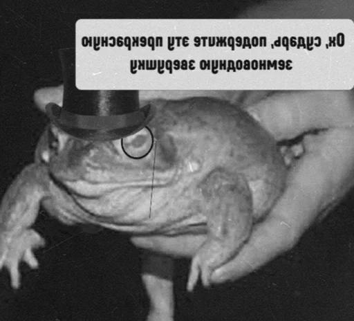 животное лягушка амфибия