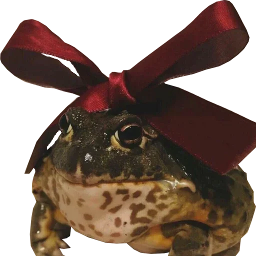 животное лягушка амфибия