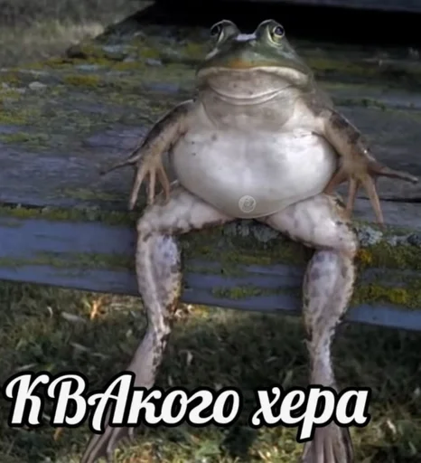 животное птица лягушка