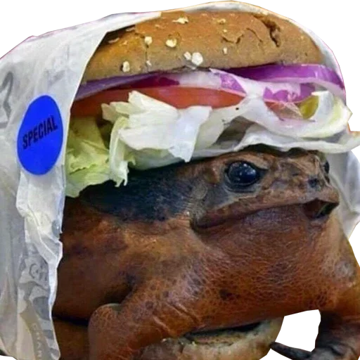 пища бутерброд фаст-фуд