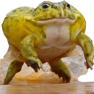 Жабагеддон by @fStikBot - животное